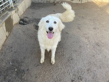NIEDDERA, Hund, Maremmano-Mix in Kirchlinteln - Bild 17