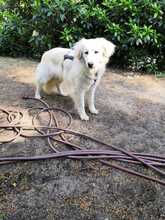 NIEDDERA, Hund, Maremmano-Mix in Kirchlinteln - Bild 3