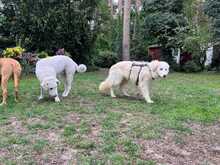 NIEDDERA, Hund, Maremmano-Mix in Kirchlinteln - Bild 5