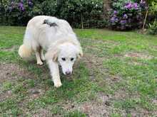 NIEDDERA, Hund, Maremmano-Mix in Kirchlinteln - Bild 6