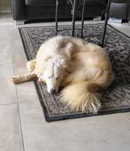 NIEDDERA, Hund, Maremmano-Mix in Kirchlinteln - Bild 7