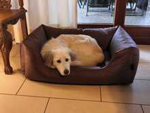 NIEDDERA, Hund, Maremmano-Mix in Kirchlinteln - Bild 8