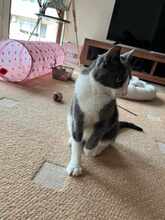 BAMBI, Katze, Europäisch Kurzhaar in Petershausen - Bild 10