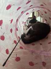 BAMBI, Katze, Europäisch Kurzhaar in Petershausen - Bild 11