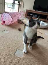 BAMBI, Katze, Europäisch Kurzhaar in Petershausen - Bild 14