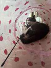 BAMBI, Katze, Europäisch Kurzhaar in Petershausen - Bild 15