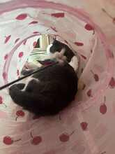 BAMBI, Katze, Europäisch Kurzhaar in Petershausen - Bild 16