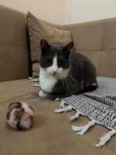 BAMBI, Katze, Europäisch Kurzhaar in Petershausen - Bild 17