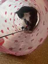 BAMBI, Katze, Europäisch Kurzhaar in Petershausen - Bild 18