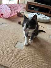 BAMBI, Katze, Europäisch Kurzhaar in Petershausen - Bild 19