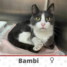 BAMBI, Katze, Europäisch Kurzhaar in Petershausen - Bild 2