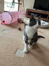 BAMBI, Katze, Europäisch Kurzhaar in Petershausen - Bild 20
