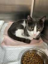 BAMBI, Katze, Europäisch Kurzhaar in Petershausen - Bild 4