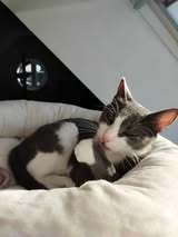 BAMBI, Katze, Europäisch Kurzhaar in Petershausen - Bild 6
