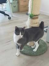 BAMBI, Katze, Europäisch Kurzhaar in Petershausen - Bild 8