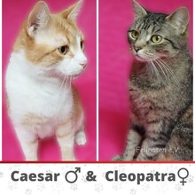 CAESAR, Katze, Europäisch Kurzhaar in Erkrath - Bild 4