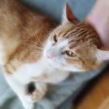CAESAR, Katze, Europäisch Kurzhaar in Erkrath - Bild 7