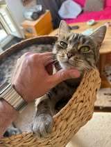 CAESAR, Katze, Europäisch Kurzhaar in Erkrath - Bild 8