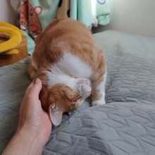 CLEOPATRA, Katze, Europäisch Kurzhaar in Erkrath - Bild 5