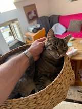 CLEOPATRA, Katze, Europäisch Kurzhaar in Erkrath - Bild 7