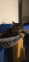 CLEOPATRA, Katze, Europäisch Kurzhaar in Erkrath - Bild 9