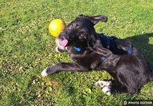 ENYA, Hund, Mischlingshund in Hannover
