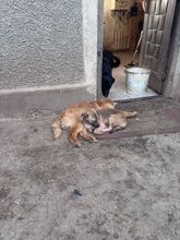 DALE, Hund, Mischlingshund in Rumänien - Bild 10