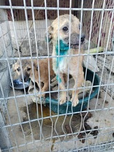 DALE, Hund, Mischlingshund in Rumänien - Bild 11