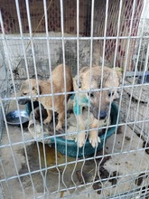 DALE, Hund, Mischlingshund in Rumänien - Bild 12