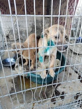 DALE, Hund, Mischlingshund in Rumänien - Bild 13