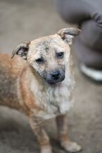 DALE, Hund, Mischlingshund in Rumänien - Bild 6