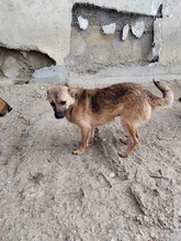 DALE, Hund, Mischlingshund in Rumänien - Bild 7