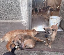 DALE, Hund, Mischlingshund in Rumänien - Bild 8