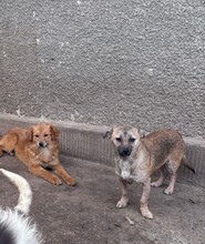 DALE, Hund, Mischlingshund in Rumänien - Bild 9