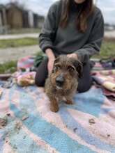 DODO, Hund, Rauhaardackel-Mix in Berlin