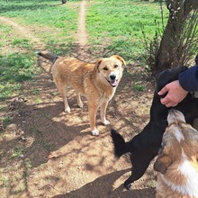 MALINA, Hund, Mischlingshund in Rumänien - Bild 10