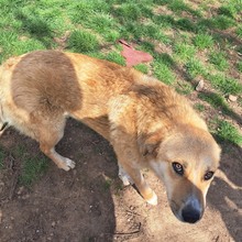 MALINA, Hund, Mischlingshund in Rumänien - Bild 11