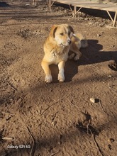 MALINA, Hund, Mischlingshund in Rumänien - Bild 7