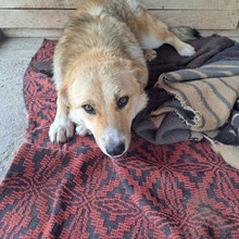 MALINA, Hund, Mischlingshund in Rumänien - Bild 8