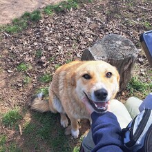 MALINA, Hund, Mischlingshund in Rumänien - Bild 9