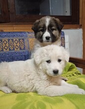 SAMIR, Hund, Mischlingshund in Griechenland - Bild 14
