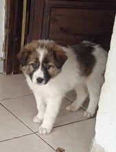 SAMIRAP, Hund, Mischlingshund in Griechenland - Bild 18