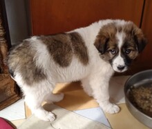 SAMIRAP, Hund, Mischlingshund in Griechenland - Bild 20