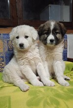 SAMIRAP, Hund, Mischlingshund in Griechenland - Bild 21