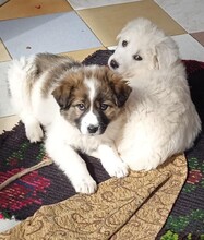 SAMIRAP, Hund, Mischlingshund in Griechenland - Bild 24
