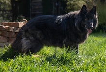 AURELA, Hund, Mischlingshund in Rehburg-Loccum - Bild 19
