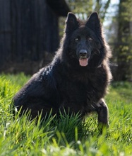AURELA, Hund, Mischlingshund in Rehburg-Loccum - Bild 20