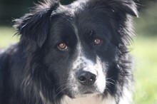 KEKS, Hund, Mischlingshund in Gießen