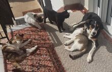 VERONIKA, Hund, Finnische Bracke in Griechenland - Bild 2