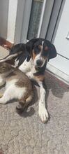 VERONIKA, Hund, Finnische Bracke in Griechenland - Bild 3